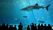 UAE aims to increase aquafarming output, restock seas