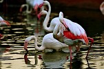 Al Ain Zoo’s annual Photography and Videography Competition is back