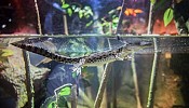 Fascinating facts on birth of baby crocs  at Dubai Aquarium & Underwater Zoo