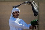 بطولة فزاع للصيد بالصقور التلواح – الفروخ تشهد منافسات حامية بمشاركة 480 طير  البقاء للأسرع في نهائيات البطولة يوم الخميس المقبل