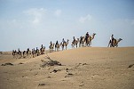 تستمر رحلة الهجن في المضي على خطى الأجداد 