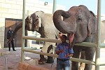 Emirates Park Zoo Open Elephant Encounter 