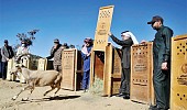 إطلاق 15 من الوعل الجبلي المهدد بالانقراض في السودة